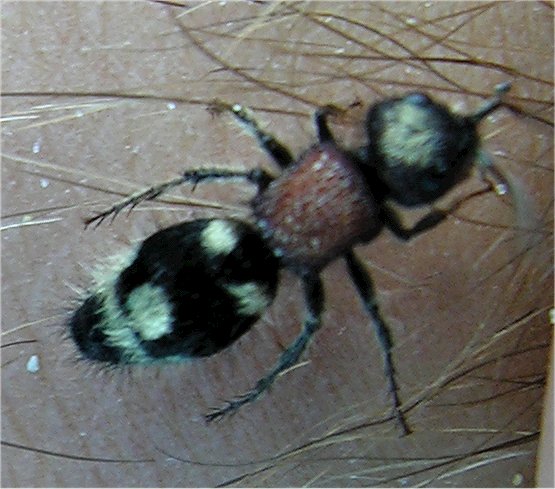 Mutillide: Ronisia marocana, femmina